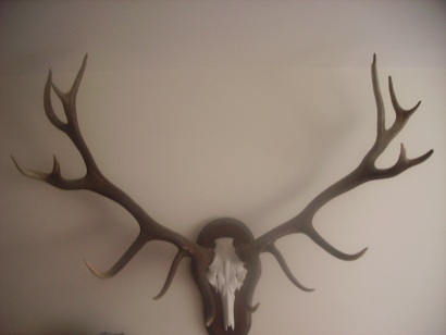 PASSIONE PER IL CERVO